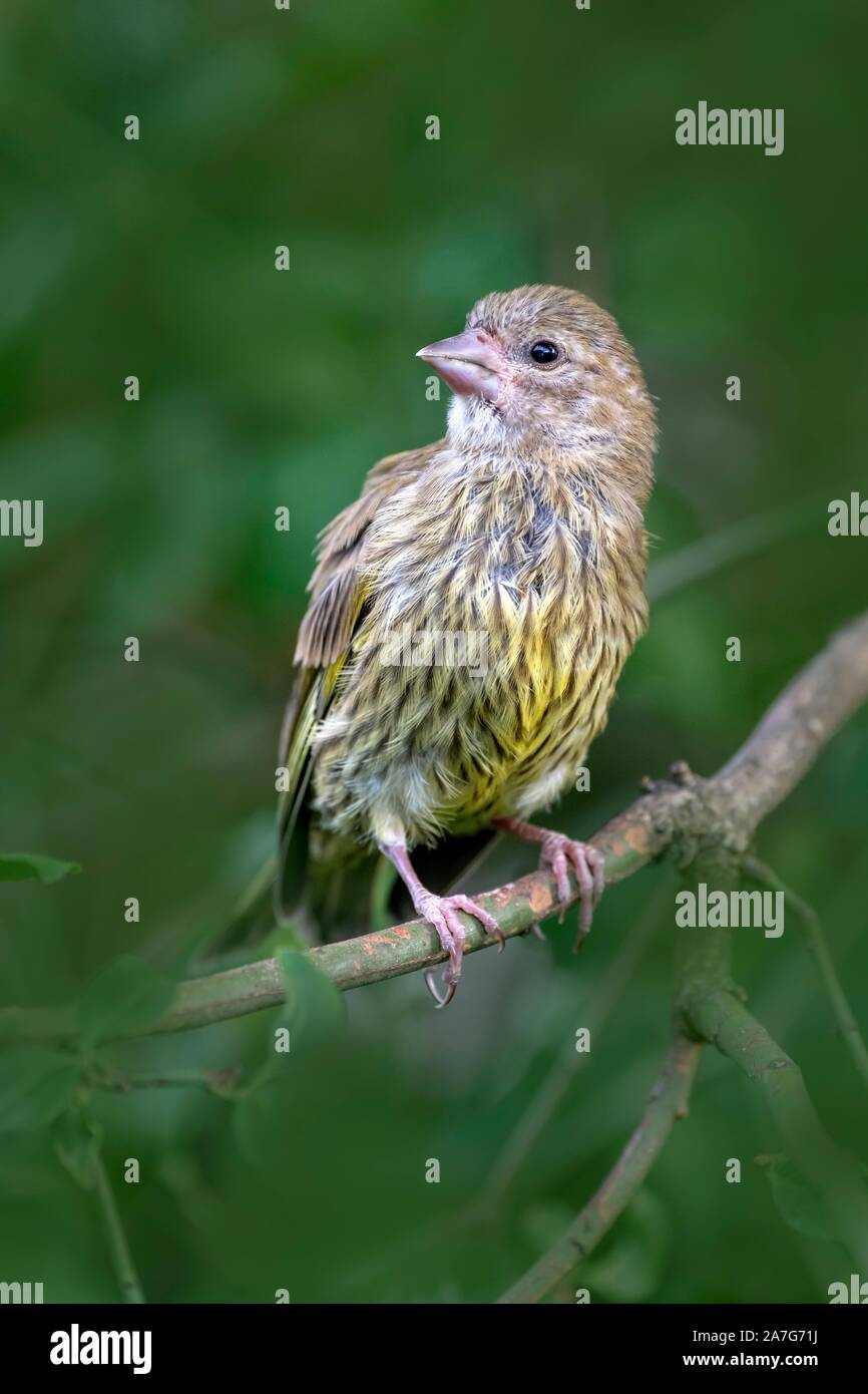 Europäische grünfink (Chloris Chloris), jungen Vogel, sitzt auf Zweig, Schwaz, Tirol, Österreich Stockfoto