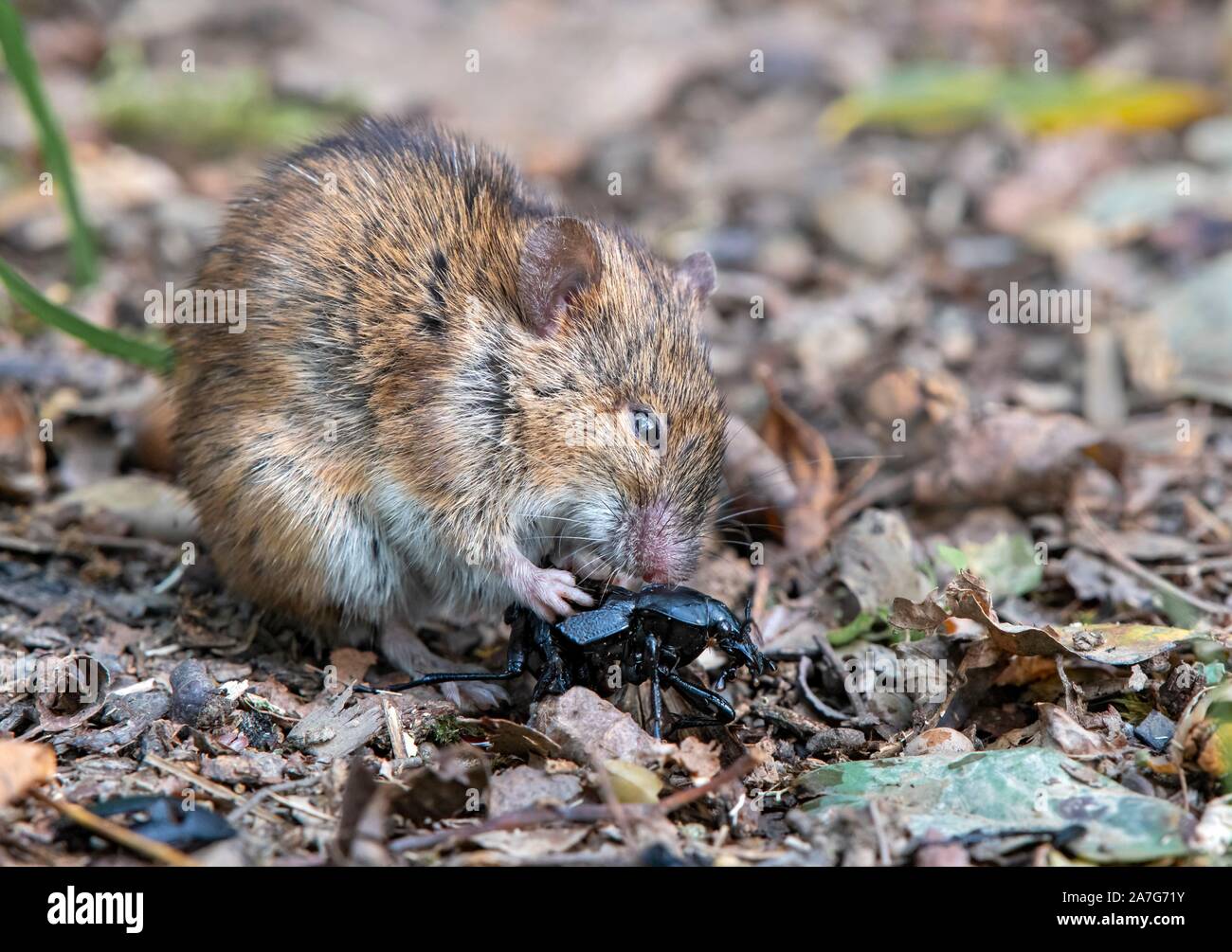 Gestreifte Feldmaus (Apodemus agrarius), isst einen Käfer, Neudau, Burgenland, Österreich Stockfoto