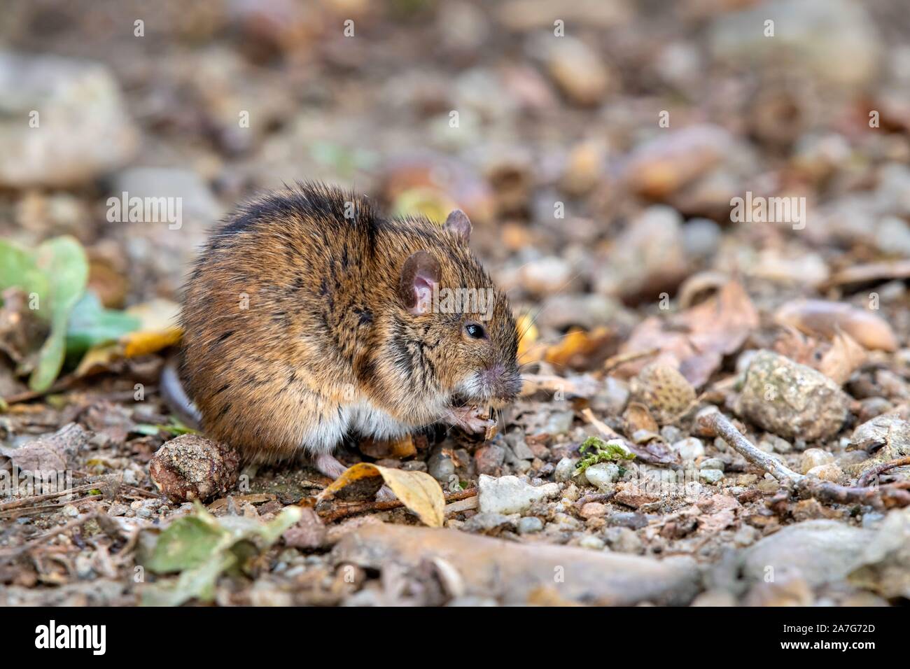 Gestreifte Feldmaus (Apodemus agrarius), Essen, Neudau, Burgenland, Österreich Stockfoto