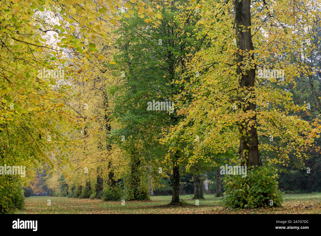 Aututmn in Kalk Avenue in Westonbirt Arboretum, Gloucestershire, England, Großbritannien Stockfoto