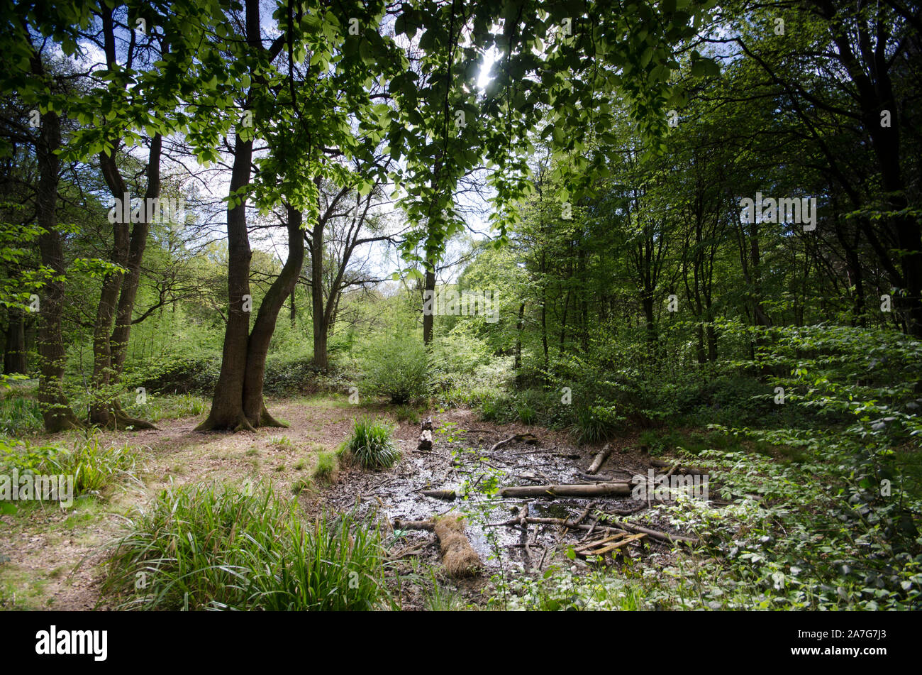 Wald- und Heideland malerische Landschaft Bilder Stockfoto