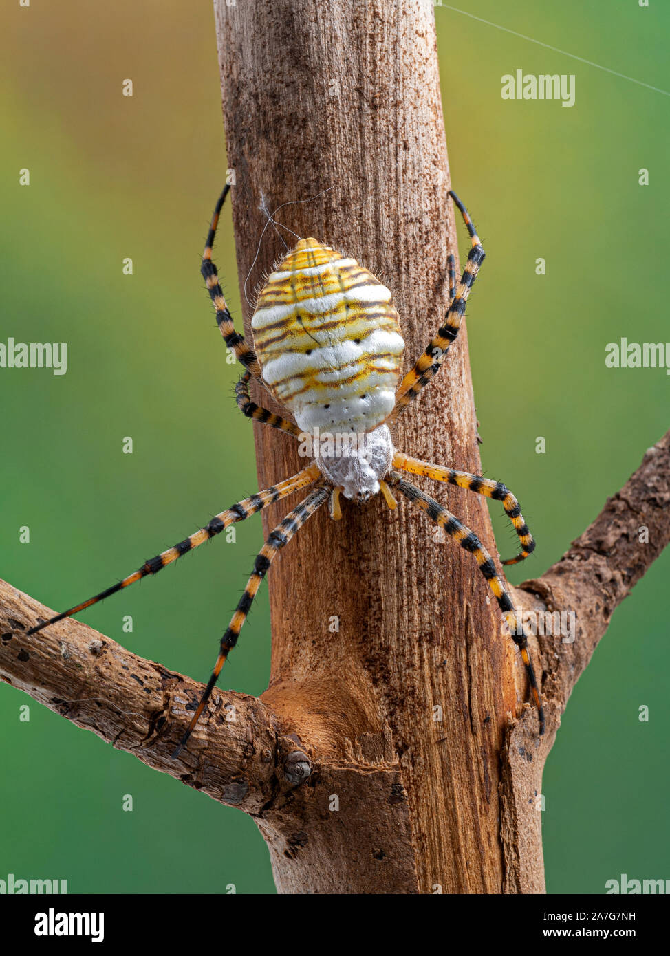 Gebänderte Garden Spider Argiope trifasciata, auf einem Ast. Dorsalansicht. Dieses große Art ist auf der ganzen Welt einschließlich Europa gefunden und North Amer Stockfoto