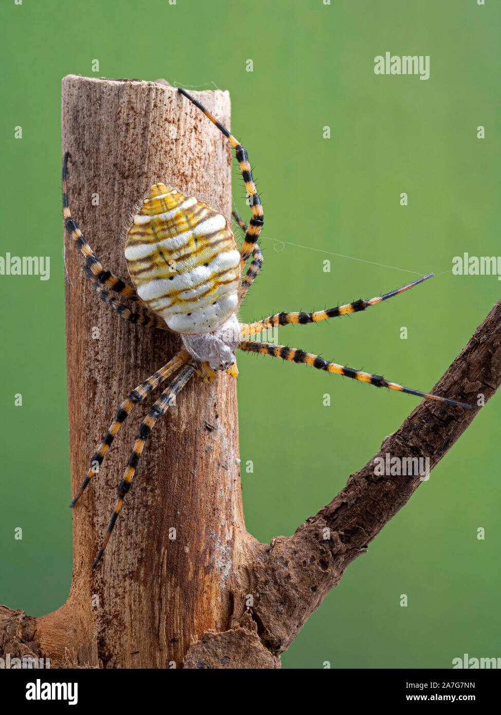 Gebänderte Garden Spider Argiope trifasciata, auf einem Ast. Dorsalansicht. Dieses große Art ist auf der ganzen Welt einschließlich Europa gefunden und North Amer Stockfoto