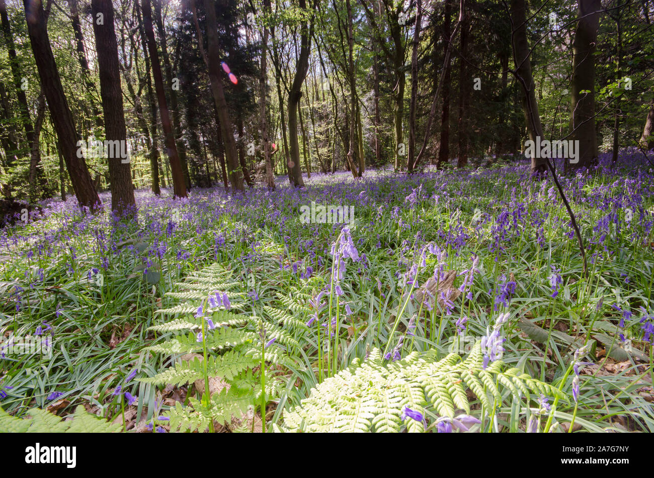 Wald- und Heideland malerische Landschaft Bilder Stockfoto