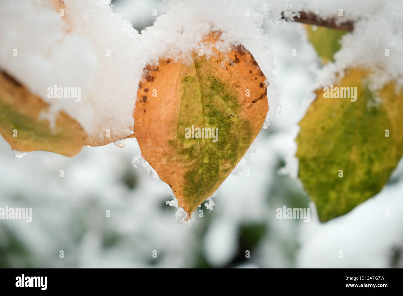 Hintergrund mit schönen Zweig einer Kirsche Baum im Herbst mit gelben Blatt Farbe im späten Herbst oder frühen Winter unter Schnee, frostigen Tag nach der Fir Stockfoto