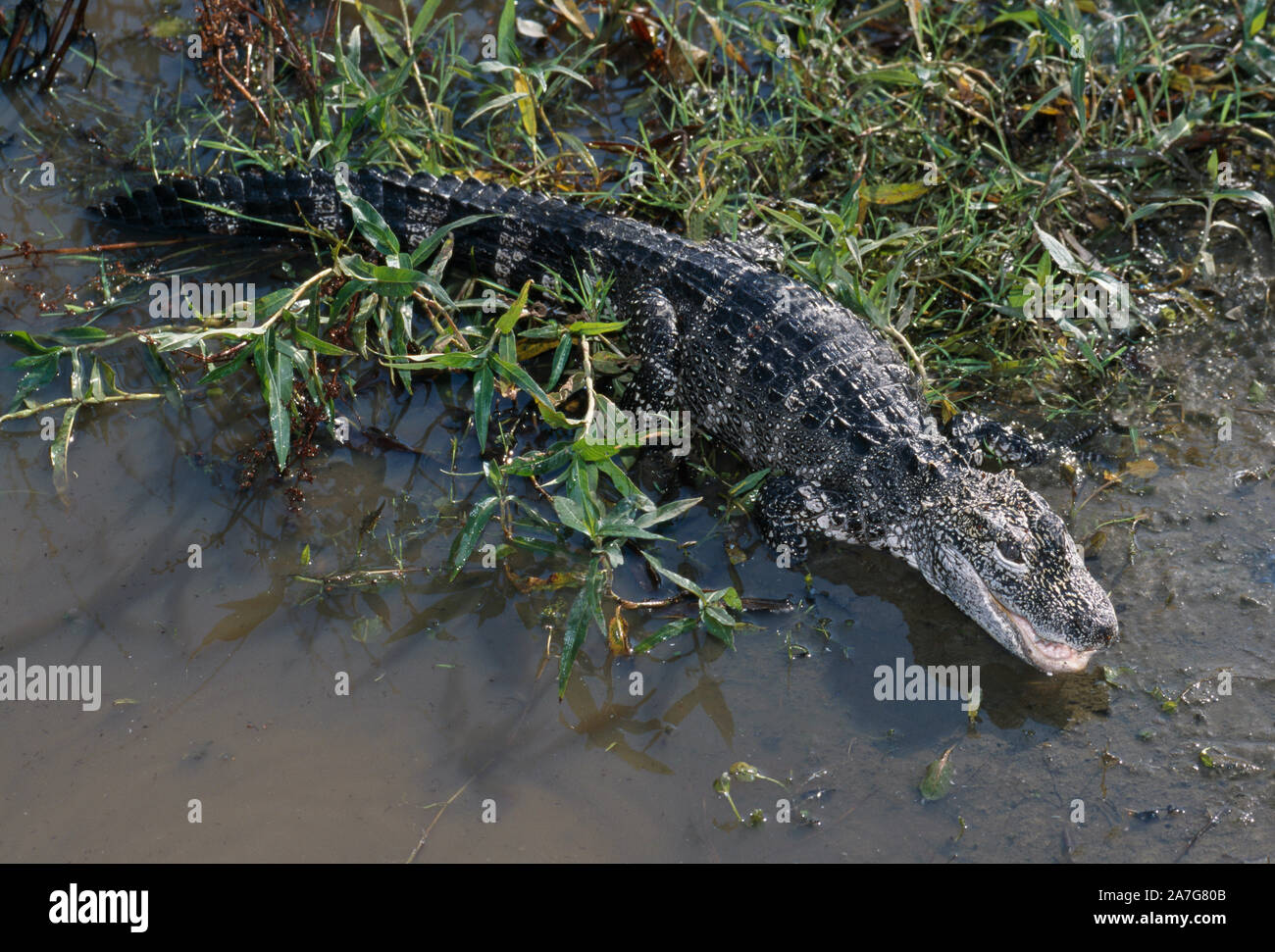 CHINESISCHES ALLIGATOR (Alligator sinensis). STARK GEFÄHRDETE ARTEN. Dorsale Ansicht, volle Länge. Skaliertes Hautmuster. Am Wasser. Feuchtgebiete. Endemische en Stockfoto