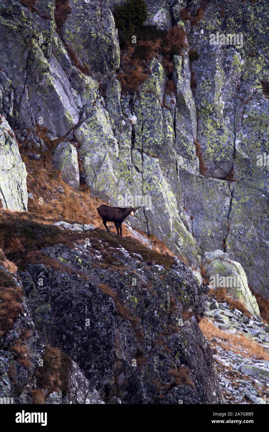 Alpine GEMSE (RUPICAPRA rupicapra) in einer natürlichen Umgebung. Eine gämse von Retezat Mountain, ein Nationalpark. Stockfoto