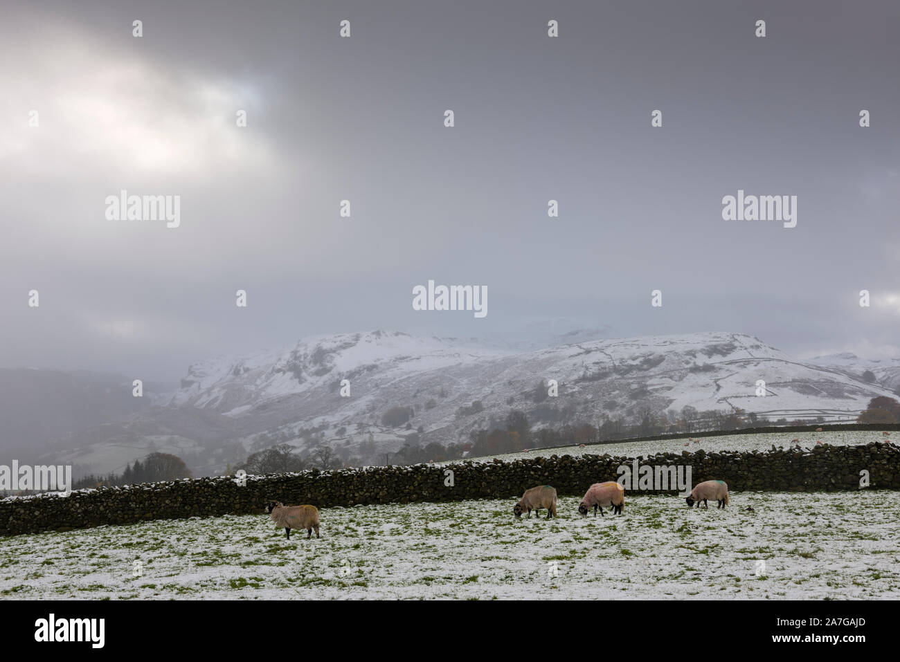 Schaf mit Castlerigg im frühen Winter Schnee mit Castlerigg fiel in der Ferne im Nationalpark Lake District, Cumbria, England. Stockfoto