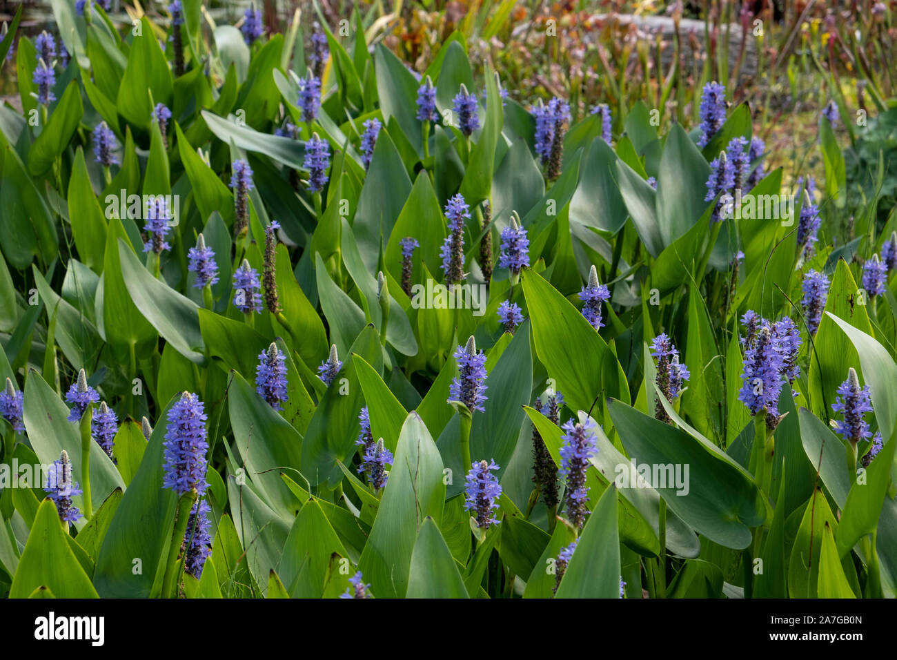 Pontederia cordata in Blume, auch als pickerel Unkraut- oder pickerel Rush bekannt, es handelt sich um eine Wasserpflanze mit Ursprung aus Amerika Stockfoto