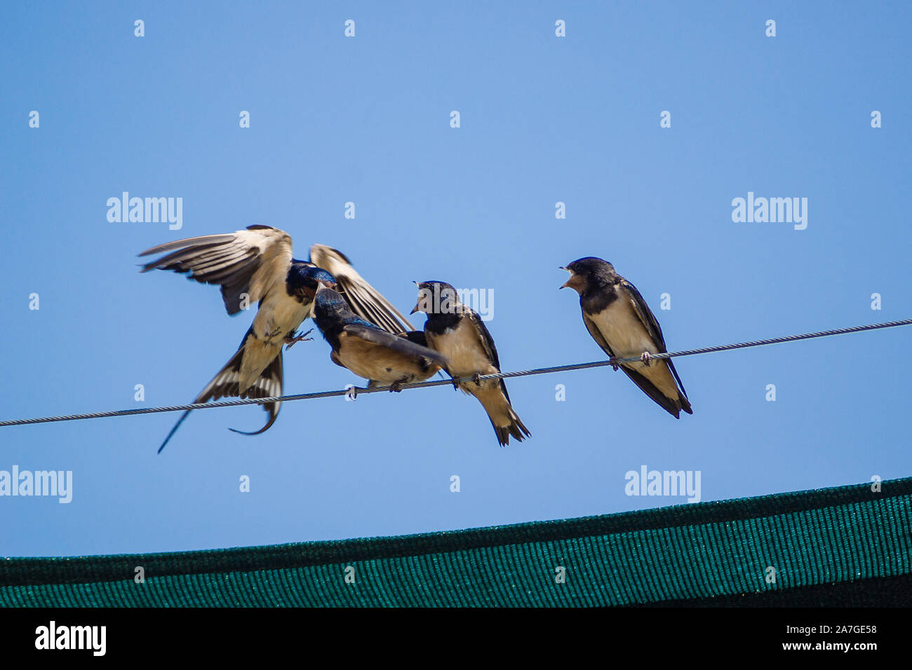 Drei junge Schwalben werdener im Flug gefuettert. Zum hinsetzen bleibt keine Zeit. Stockfoto