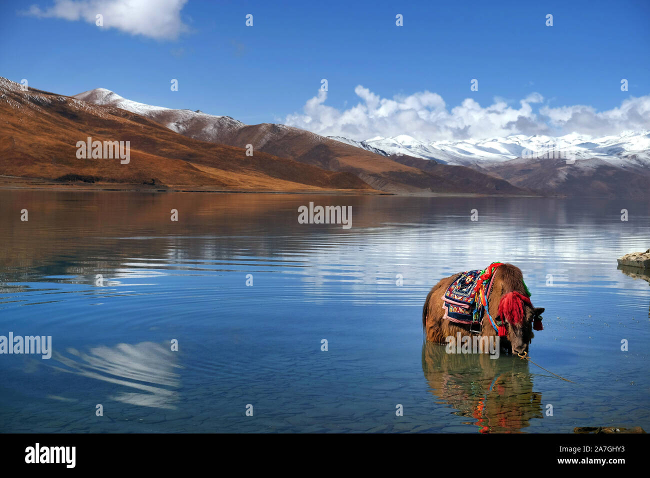 Tibetan Yak in den Gewässern des Yamdrok See, die den Mt. Naiqinkangsang vor blauem Himmel. Stockfoto