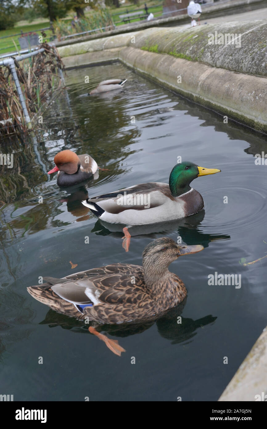 Männliche Stockente, männliche Rotkrempe-Pochard-Ente, weibliche Stockente beim Schwimmen Stockfoto