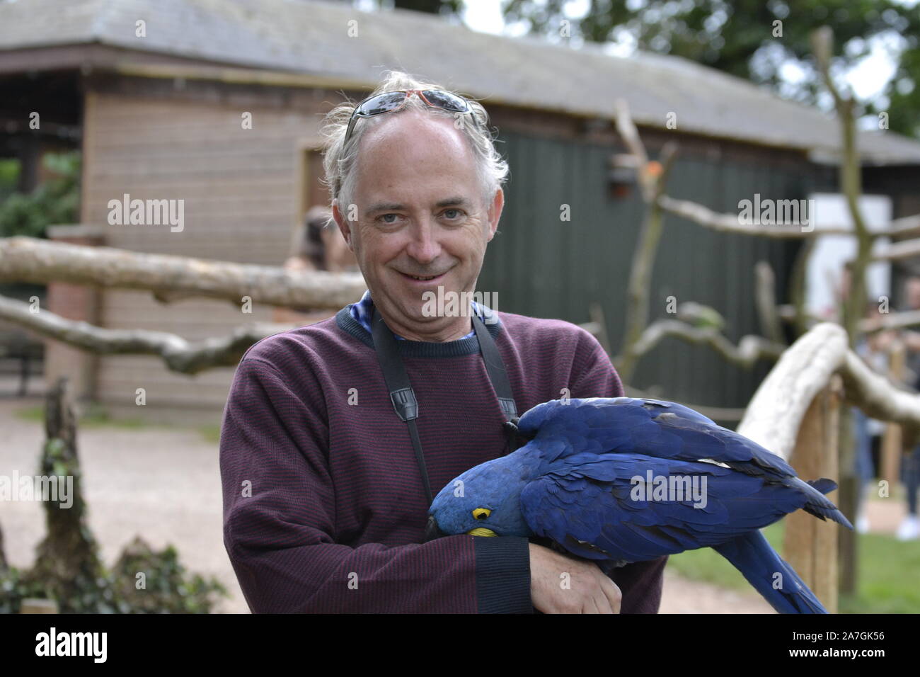 Hyazinthara, Papagei, im Tropical Birdland, Lindridge Lane, Desford, Leicestershire, Großbritannien Stockfoto