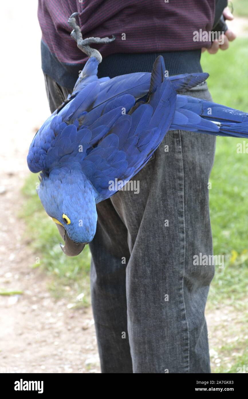 Hyazinthara, Papagei, im Tropical Birdland, Lindridge Lane, Desford, Leicestershire, Großbritannien Stockfoto