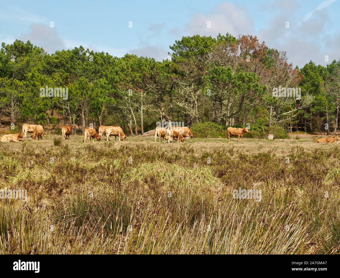 Happy Cow Herde auf einer Wiese in Portugal Stockfoto