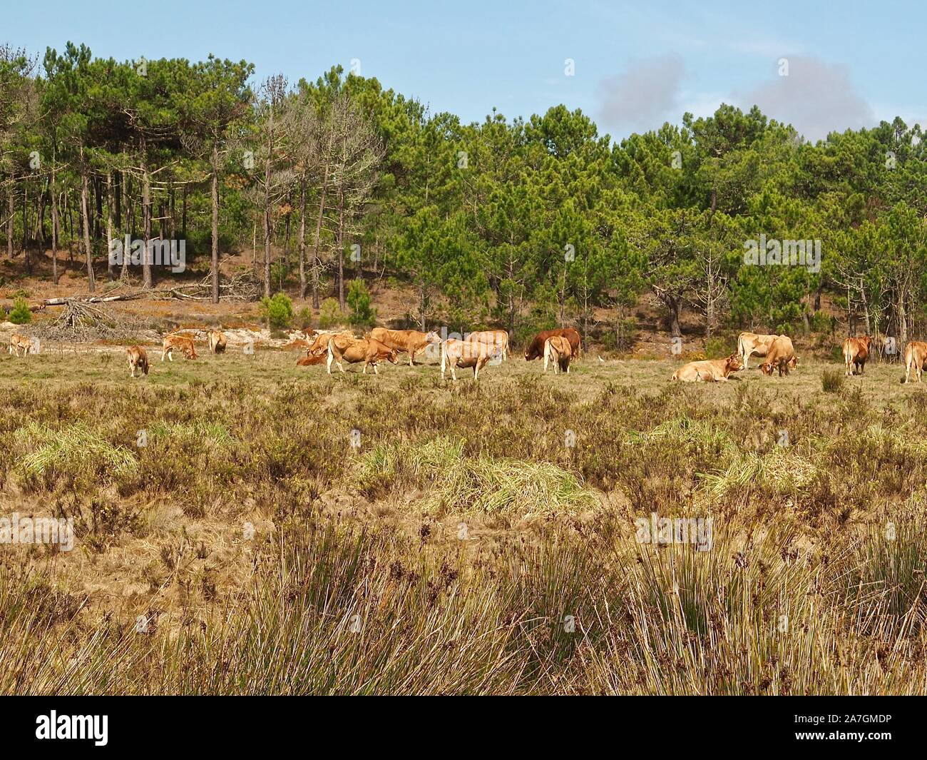 Happy Cow Herde auf einer Wiese in Portugal Stockfoto