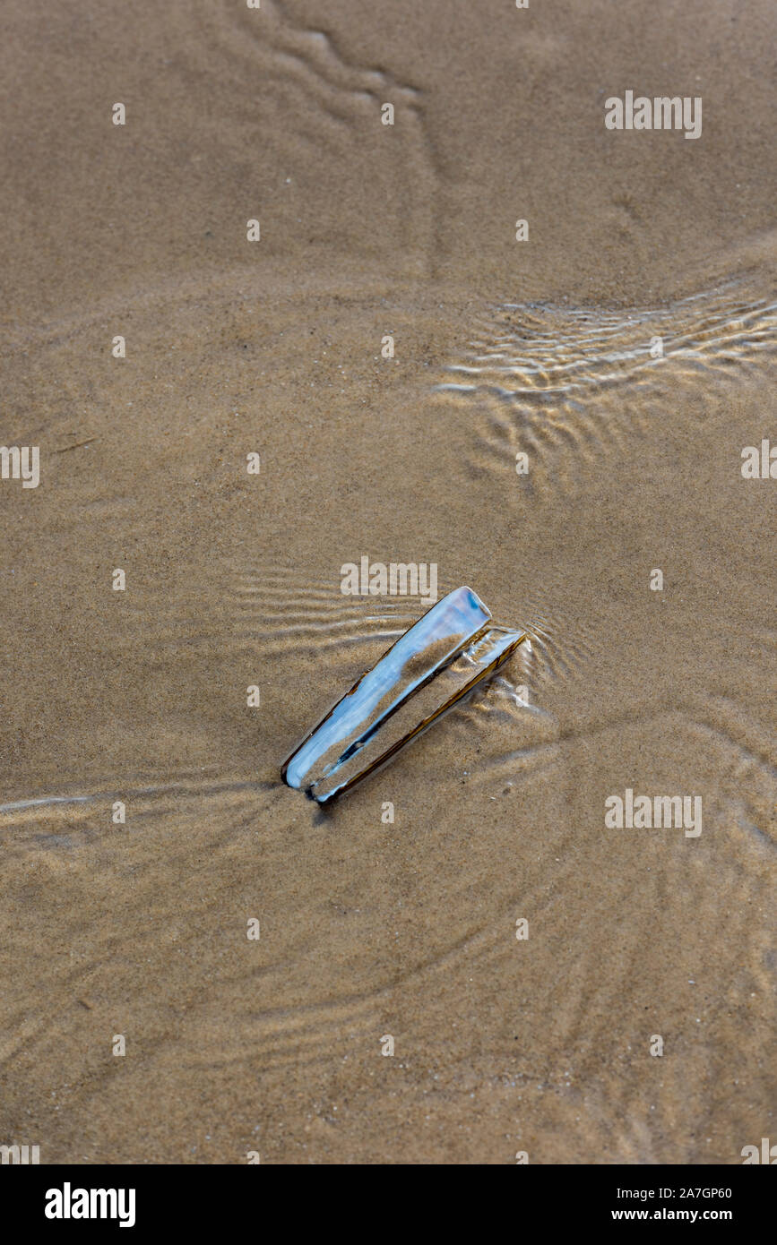 Ein Rasiermesser clam Shell oder razor Fisch leere Hülle an einem Sandstrand mit Mustern im nassen Sand. Stockfoto