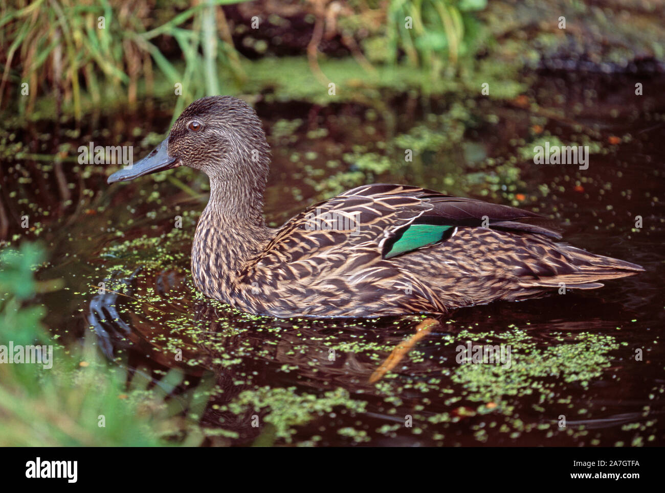 MELLERS ENTE Anas melleri zeigt grünes Spekulum auf dem Flügel Eingeborenes, ENDEMISCHES, Madagaskar, eingeführt nach Mauritius. Bedrohte, gefährdete Vögel. Stockfoto