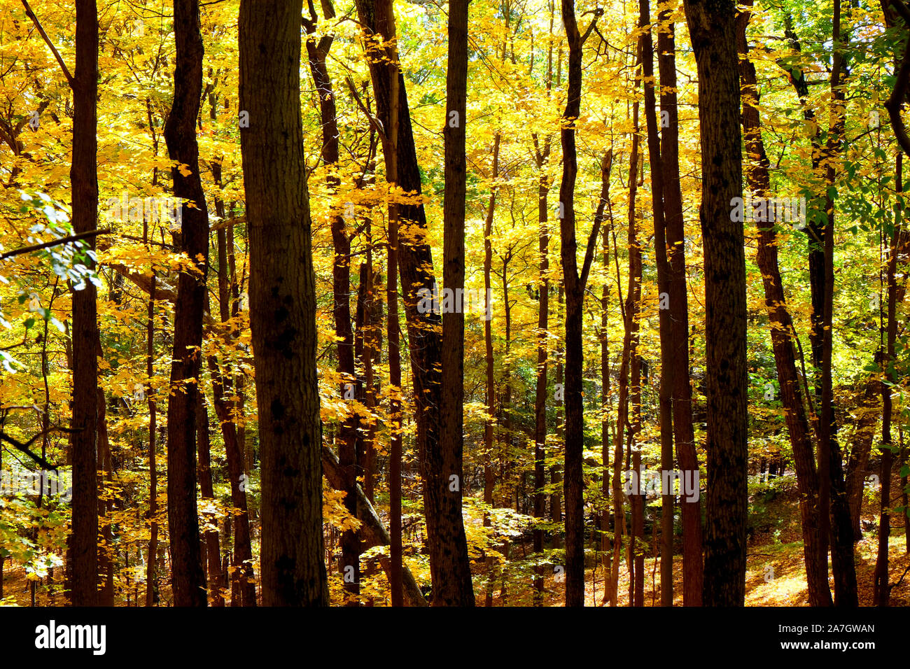 Goldene Blätter auf den Bäumen im dichten Wald im Herbst, Sonnenlicht ist Streaming durch die Bäume. Olana State Historic Site, Hudson, New York Stat Stockfoto