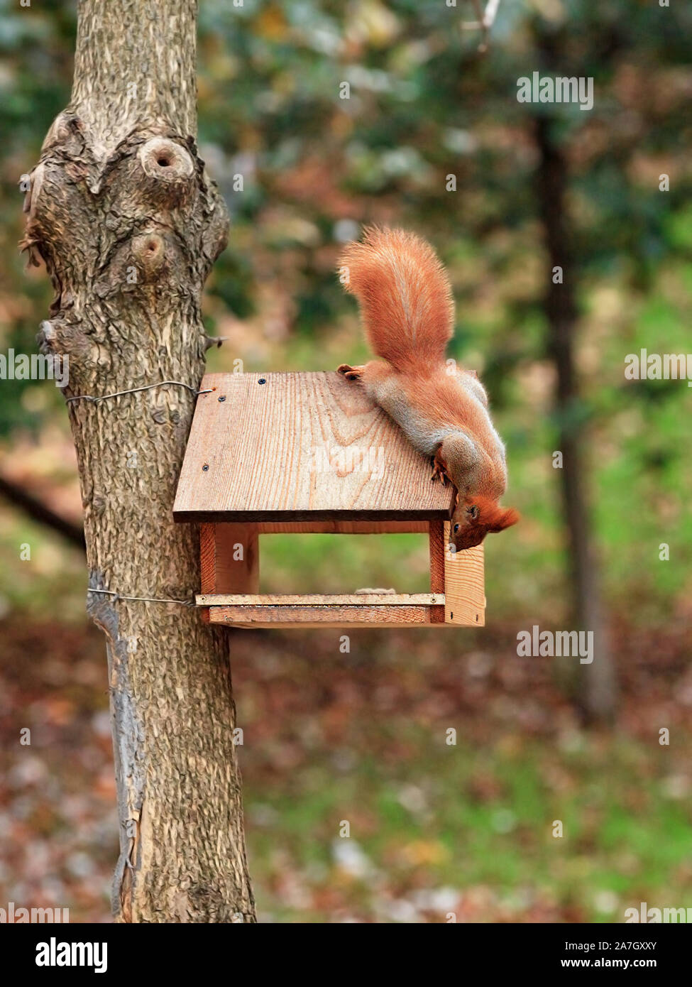 Süße kleine orange Eichhörnchen blicke in einen Vogel Zubringer zu einem Baum in einem stadtpark gebunden. Stockfoto