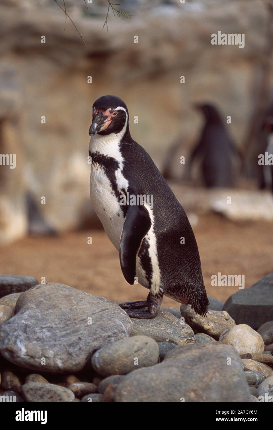 HUMBOLDTS PINGUIN (Spheniscus humboldti). In einem Zoo. Erwachsener steht auf Felsen, Felsbrocken. Webbed Füße, flipper wie Flügel Anpassung zum Schwimmen. Stockfoto