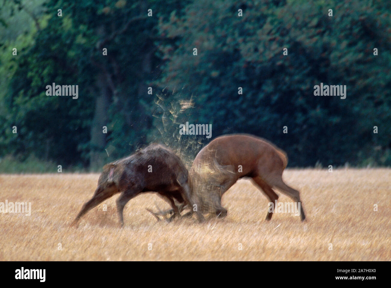 Rotwild Hirsche kämpfen - Cervus elaphus Kopf kostenlos Oktober Ingham, Norfolk, England. Brunftzeit. Stockfoto