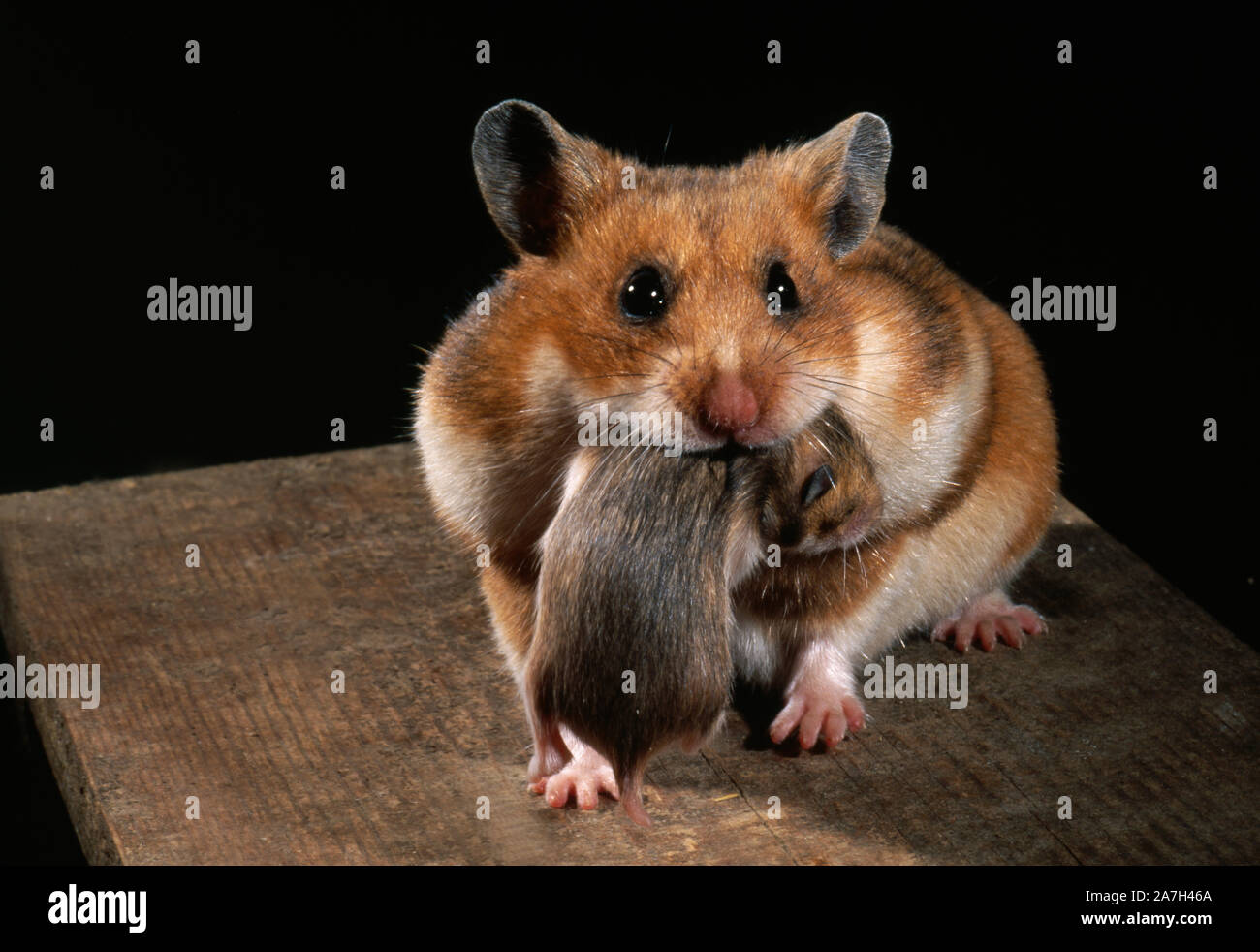 Hamster Baby Stockfotos Und Bilder Kaufen Alamy