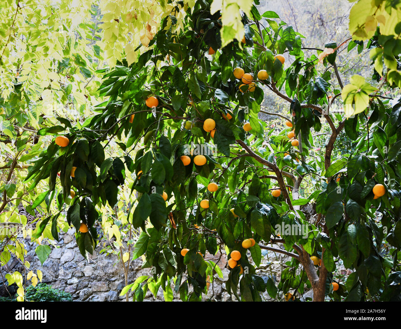 Orange mandarin Bäume Stockfoto