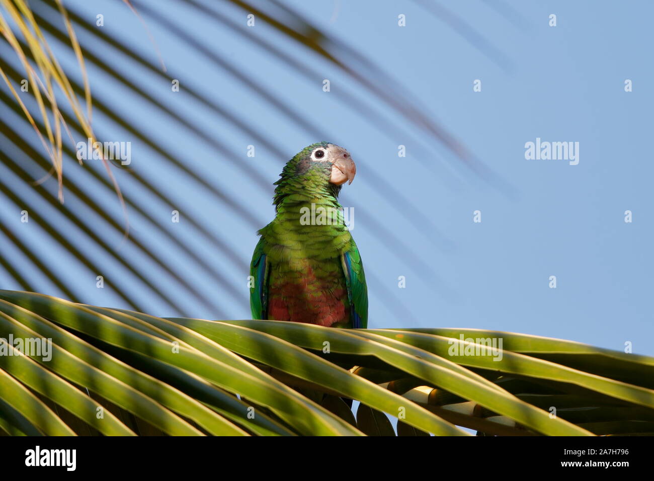 Die Hispaniolan amazon oder Hispaniolan Papagei ist eine Pflanzenart aus  der Gattung der Papagei in der Familie Psittacidae. Es ist auf Hispaniola  gefunden Stockfotografie - Alamy