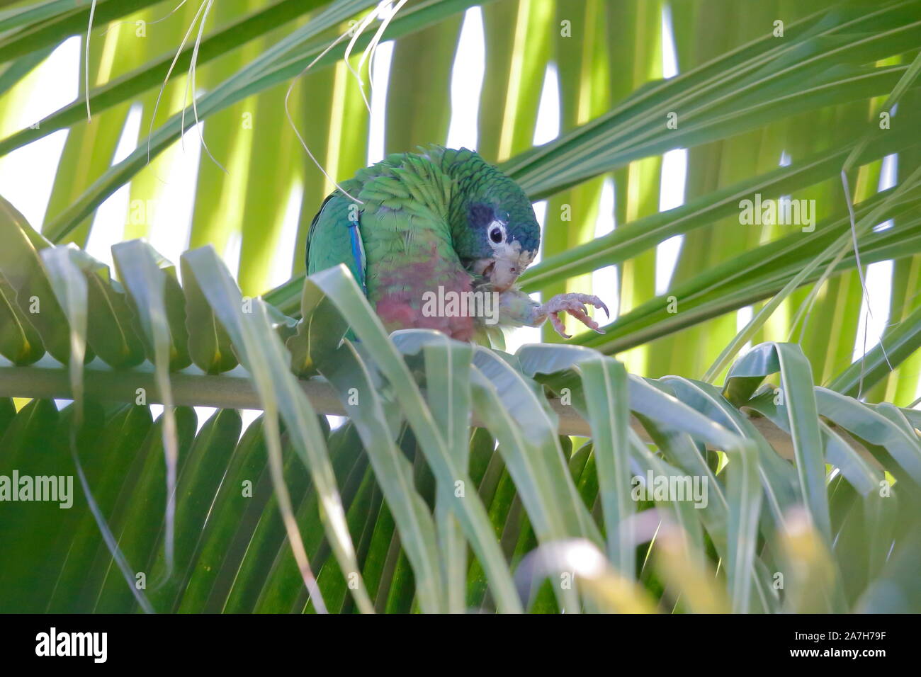 Die Hispaniolan amazon oder Hispaniolan Papagei ist eine Pflanzenart aus der Gattung der Papagei in der Familie Psittacidae. Es ist auf Hispaniola gefunden Stockfoto