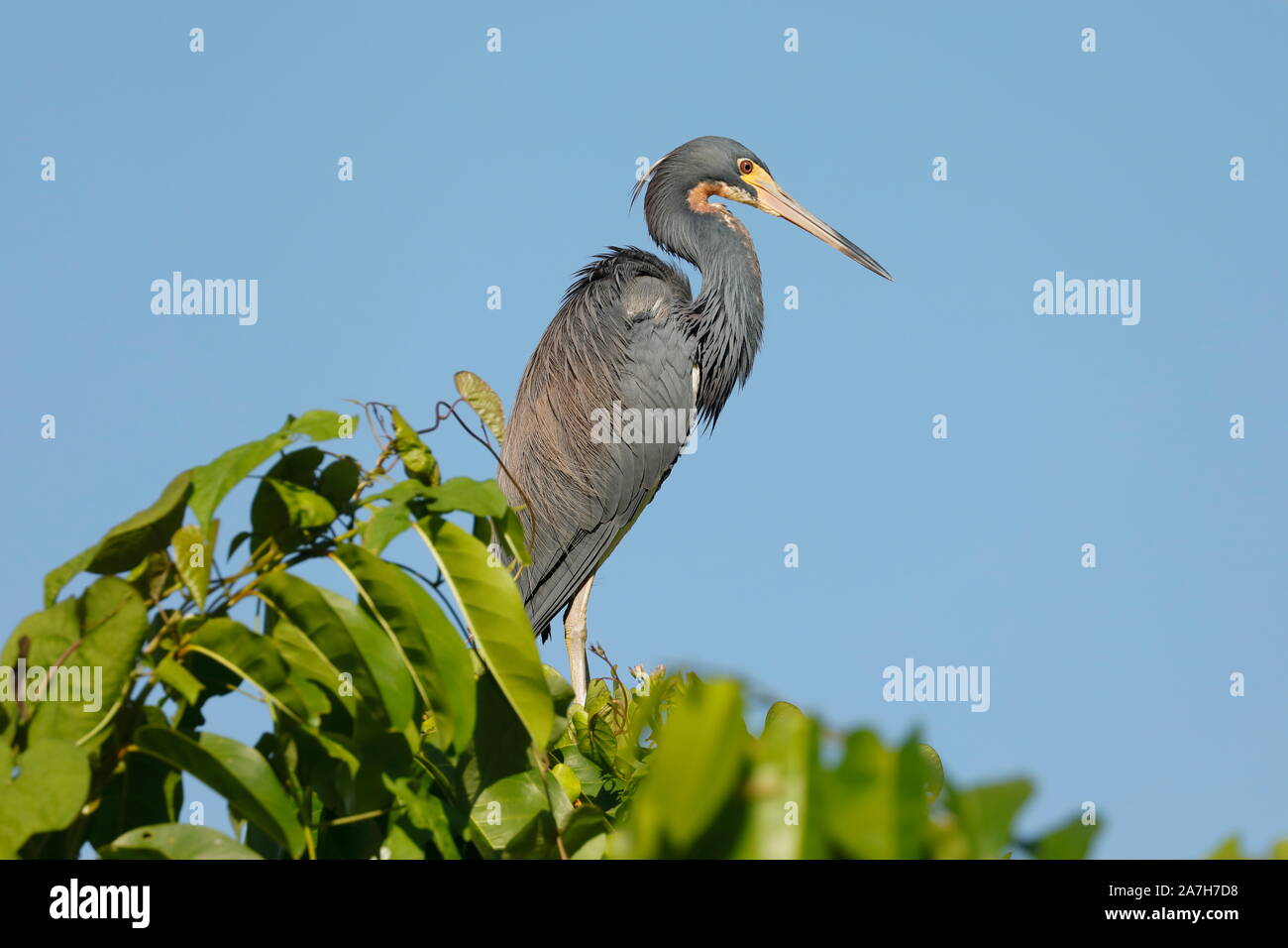 Die dreifarbige Heron, früher bekannt als die Louisiana Heron bekannt, ist eine kleine Art von Heron, die an den Küsten der Nord- und Südamerika heimisch ist. Stockfoto