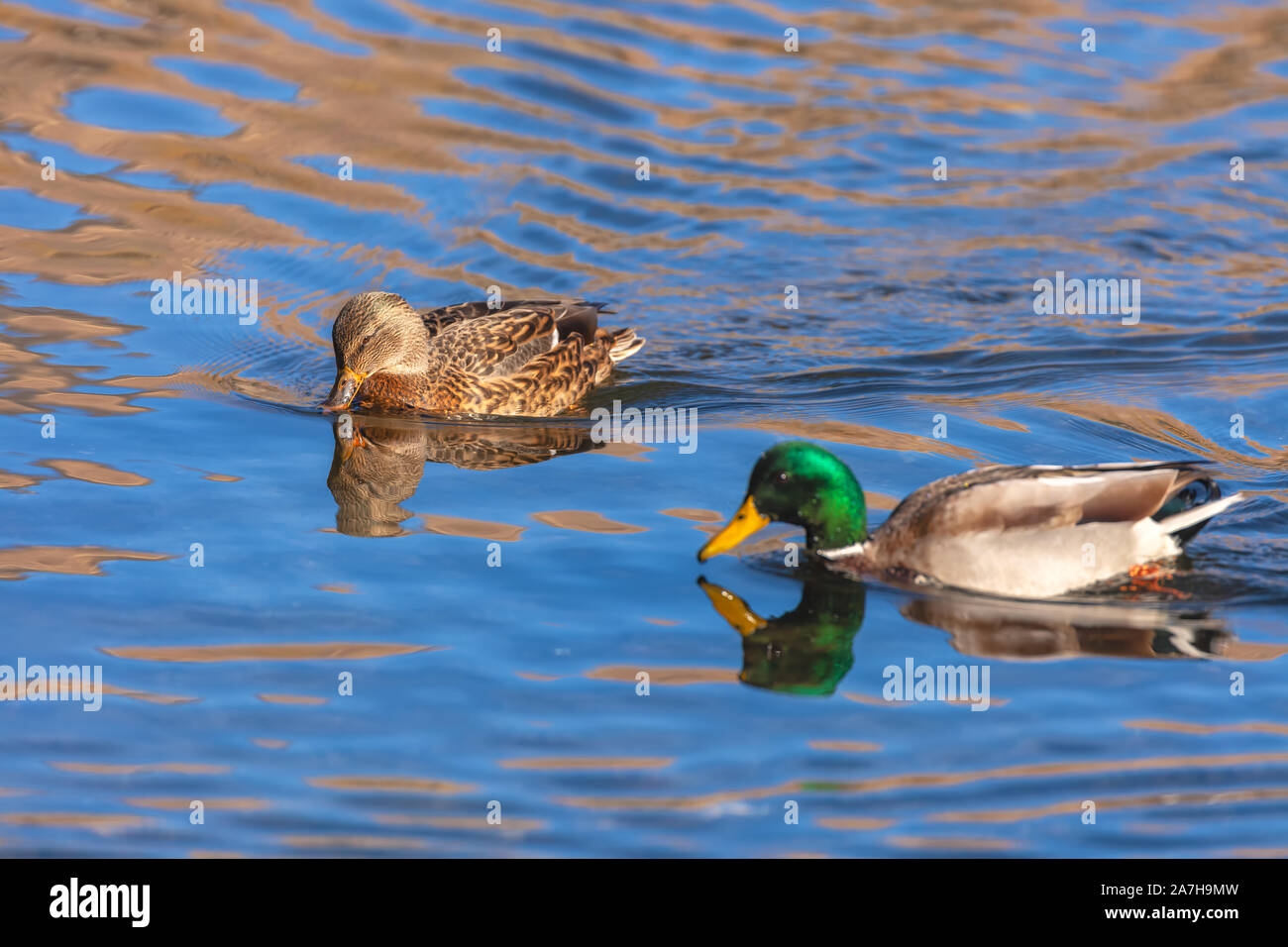 Männliche und weibliche Stockenten Anas platyrhynchos. Stockfoto