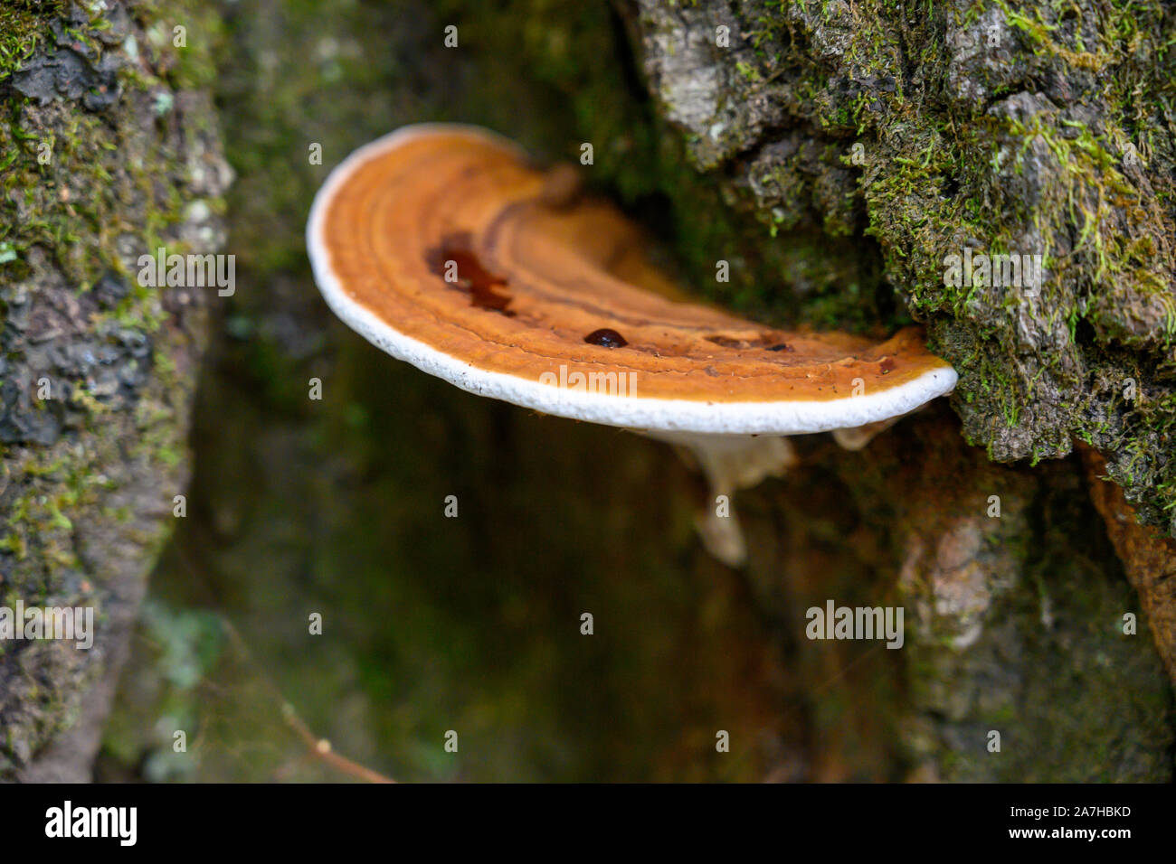 Rand der Pilzzucht von Bemoosten Baum auf nebligen Morgen Stockfoto