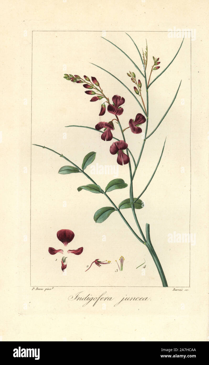 Indigofera juncea. Papierkörbe Walze Gravur auf Kupfer durch Barrois aus botanischer Illustration von Pancrace Bessa aus Mordant de Launay' Herbier General de l 'Amateure' Audot, Paris, 1820. Die herbier war von 1810 bis 1827 veröffentlicht und von Mordant de Launay und Loiseleur-Deslongchamps bearbeitet werden. Bessa (1772-1830), zusammen mit Redoute und Turpin, ist einer der größten französischen botanischen Künstler des 19. Jahrhunderts angesehen. Stockfoto