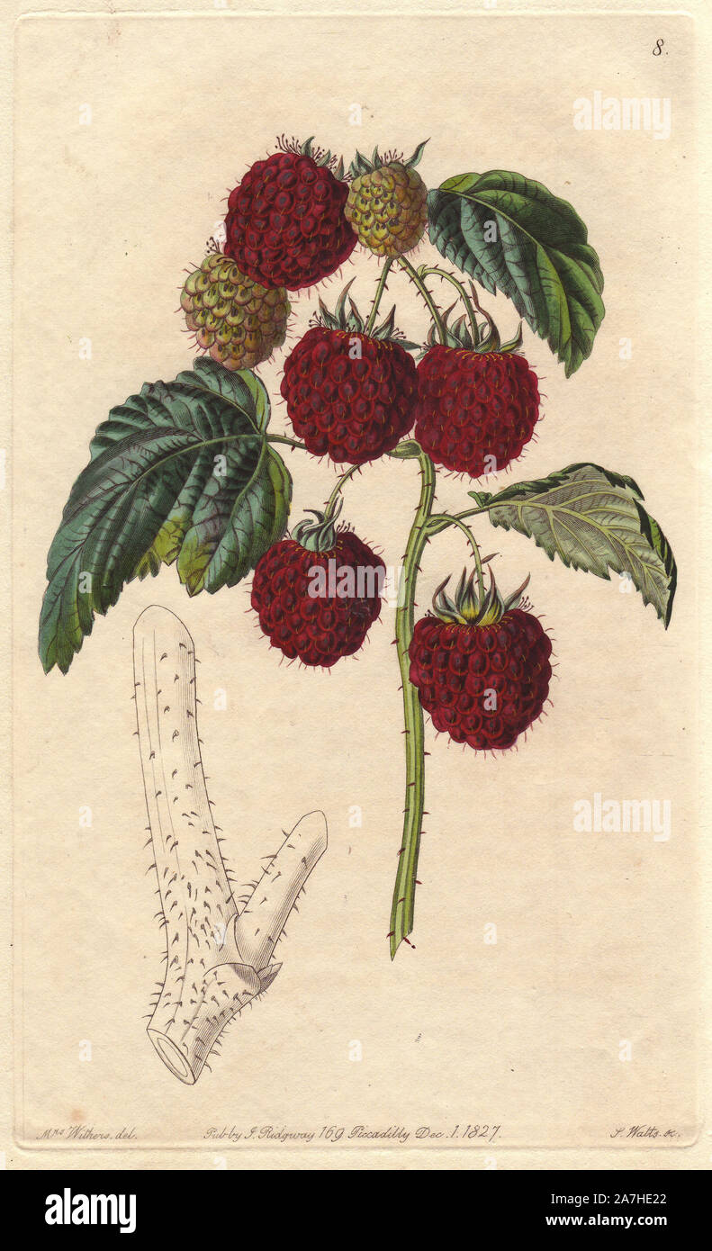 Barnett Himbeere, Malus Mill, von einer Gärtnerei namens Cornwall bei Barnet, Hertfordshire angehoben. Papierkörbe Kupferstich von S. Watt aus botanischer Illustration von Augusta Widerristhöhe von John lindley's 'Pomologischen Magazin", James Ridgway, London, 1828. Das Magazin wurde in drei Bänden von 1828 bis 1830 veröffentlicht und an Platte 152 abgebrochen wegen eines Streits zwischen den Editoren. Lindley (1795-1865) war ein englischer Botaniker und Gärtner, der Bücher über Rosen, Orchideen veröffentlicht, und Obst. Frau Widerrist (1793-1877) war ein bedeutender Viktorianischen botanical Artist und Blume Maler in gewöhnlichen Stockfoto