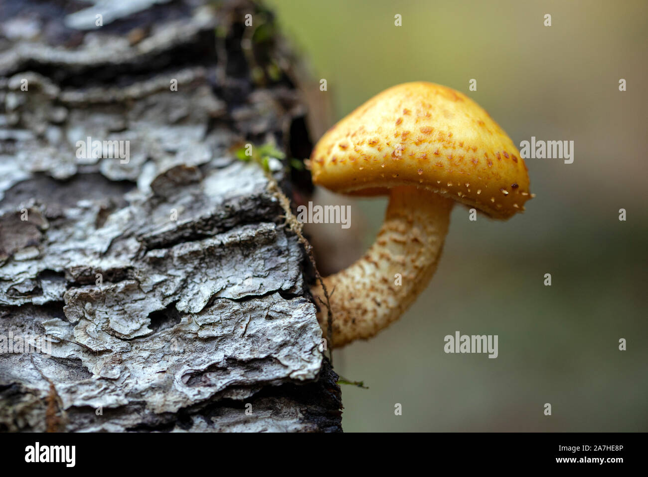 Einsame Pilz (Pholiota Arten), der aus dem Log-Pisgah National Forest, Brevard, North Carolina, USA Stockfoto