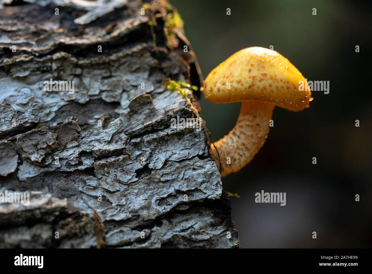 Einsame Pilz (Pholiota Arten), der aus dem Log-Pisgah National Forest, Brevard, North Carolina, USA Stockfoto