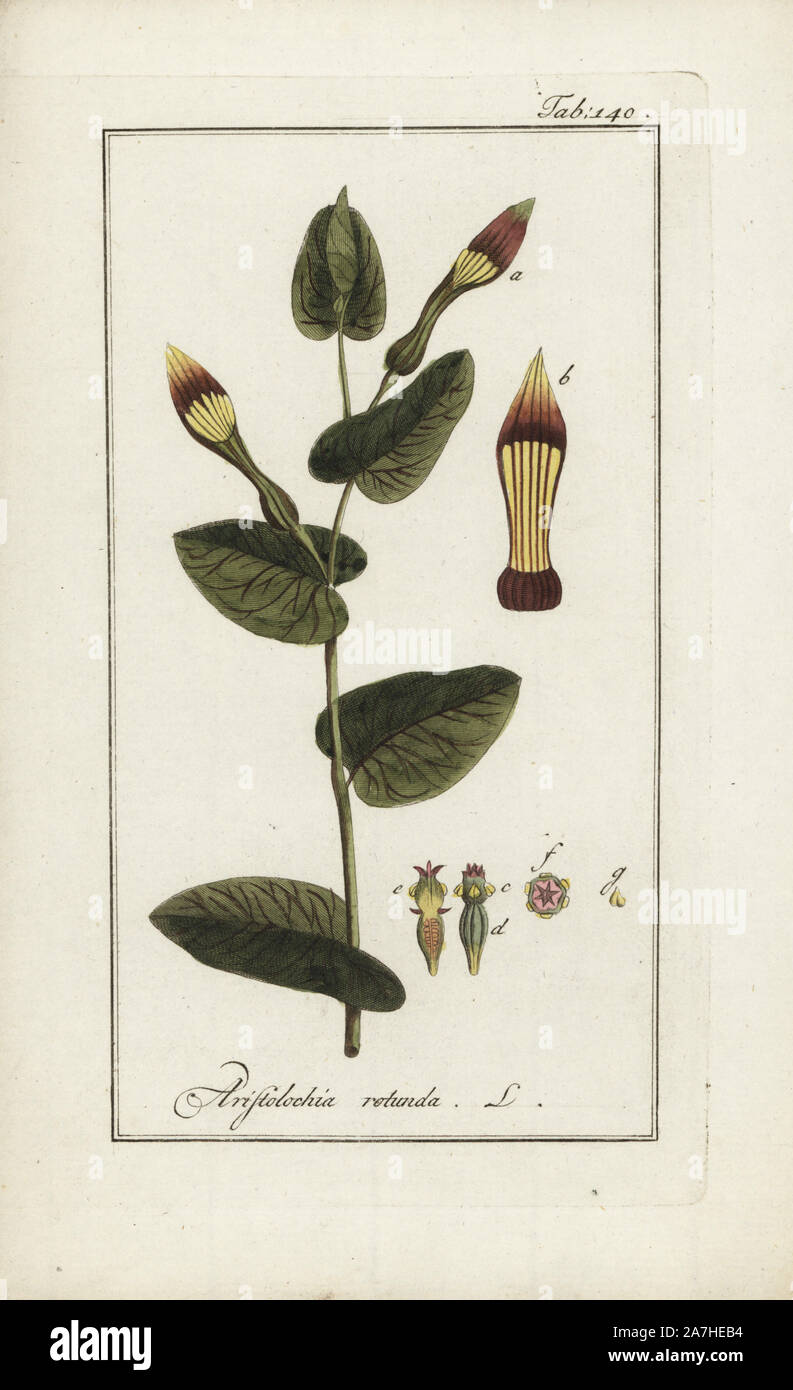 Smearwort oder Rund - Blätterte birthwort, Aristolochia Rotunde, native zum Mittelmeer. Papierkörbe Kupferstich botanischen Gravur von Johannes Zorn's 'Afbeelding der Artseny-Gewassen", Jan Christiaan Sepp, Amsterdam, 1796. Zorn zuerst veröffentlicht seine medizinischen Botanik in Nürnberg im Jahr 1780 illustriert mit 500 Platten und eine niederländische Ausgabe, gefolgt 1796 von J.C. veröffentlicht. Sepp mit einem zusätzlichen 100 Platten. Zorn (1739-1799) war ein deutscher Apotheker und Botaniker, der medizinische Pflanzen aus ganz Europa für seinen "Icones plantarum medicinalium" für Apotheker und Ärzte gesammelt. Stockfoto