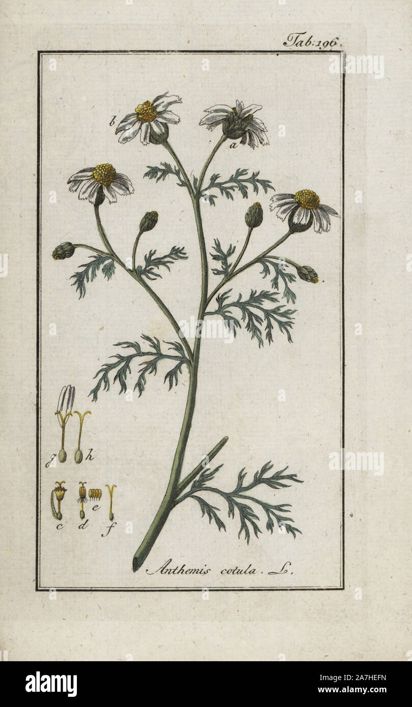 Stinkende Kamille Anthemis cotula. Papierkörbe Kupferstich botanischen Gravur von Johannes Zorn's 'Afbeelding der Artseny-Gewassen", Jan Christiaan Sepp, Amsterdam, 1796. Zorn zuerst veröffentlicht seine medizinischen Botanik in Nürnberg im Jahr 1780 illustriert mit 500 Platten und eine niederländische Ausgabe, gefolgt 1796 von J.C. veröffentlicht. Sepp mit einem zusätzlichen 100 Platten. Zorn (1739-1799) war ein deutscher Apotheker und Botaniker, der medizinische Pflanzen aus ganz Europa für seinen "Icones plantarum medicinalium" für Apotheker und Ärzte gesammelt. Stockfoto