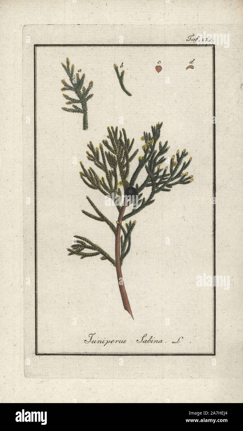 Savin Wacholder, Juniperus sabina. Papierkörbe Kupferstich botanischen Gravur von Johannes Zorn's 'Afbeelding der Artseny-Gewassen", Jan Christiaan Sepp, Amsterdam, 1796. Zorn zuerst veröffentlicht seine medizinischen Botanik in Nürnberg im Jahr 1780 illustriert mit 500 Platten und eine niederländische Ausgabe, gefolgt 1796 von J.C. veröffentlicht. Sepp mit einem zusätzlichen 100 Platten. Zorn (1739-1799) war ein deutscher Apotheker und Botaniker, der medizinische Pflanzen aus ganz Europa für seinen "Icones plantarum medicinalium" für Apotheker und Ärzte gesammelt. Stockfoto