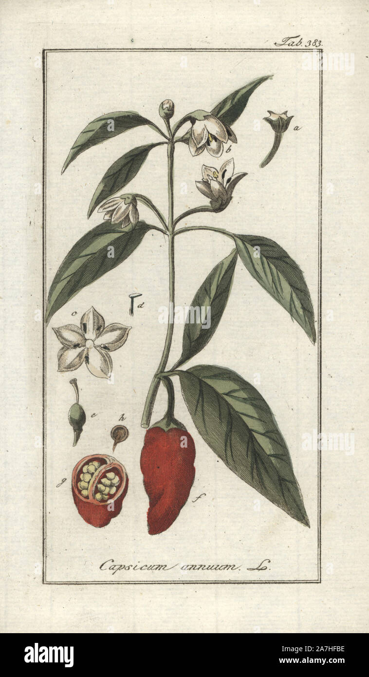 Chili und Paprika, Capsicum annuum. Papierkörbe Kupferstich botanischen Gravur von Johannes Zorn's 'Afbeelding der Artseny-Gewassen", Jan Christiaan Sepp, Amsterdam, 1796. Zorn zuerst veröffentlicht seine medizinischen Botanik in Nürnberg im Jahr 1780 illustriert mit 500 Platten und eine niederländische Ausgabe, gefolgt 1796 von J.C. veröffentlicht. Sepp mit einem zusätzlichen 100 Platten. Zorn (1739-1799) war ein deutscher Apotheker und Botaniker, der medizinische Pflanzen aus ganz Europa für seinen "Icones plantarum medicinalium" für Apotheker und Ärzte gesammelt. Stockfoto