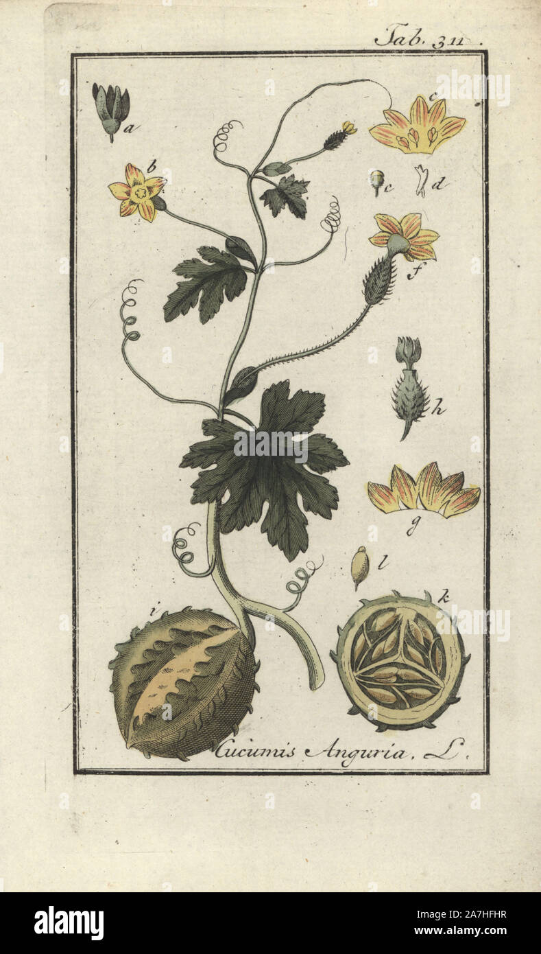 West Indian gherkin, Cucumis anguria. Papierkörbe Kupferstich botanischen Gravur von Johannes Zorn's 'Afbeelding der Artseny-Gewassen", Jan Christiaan Sepp, Amsterdam, 1796. Zorn zuerst veröffentlicht seine medizinischen Botanik in Nürnberg im Jahr 1780 illustriert mit 500 Platten und eine niederländische Ausgabe, gefolgt 1796 von J.C. veröffentlicht. Sepp mit einem zusätzlichen 100 Platten. Zorn (1739-1799) war ein deutscher Apotheker und Botaniker, der medizinische Pflanzen aus ganz Europa für seinen "Icones plantarum medicinalium" für Apotheker und Ärzte gesammelt. Stockfoto