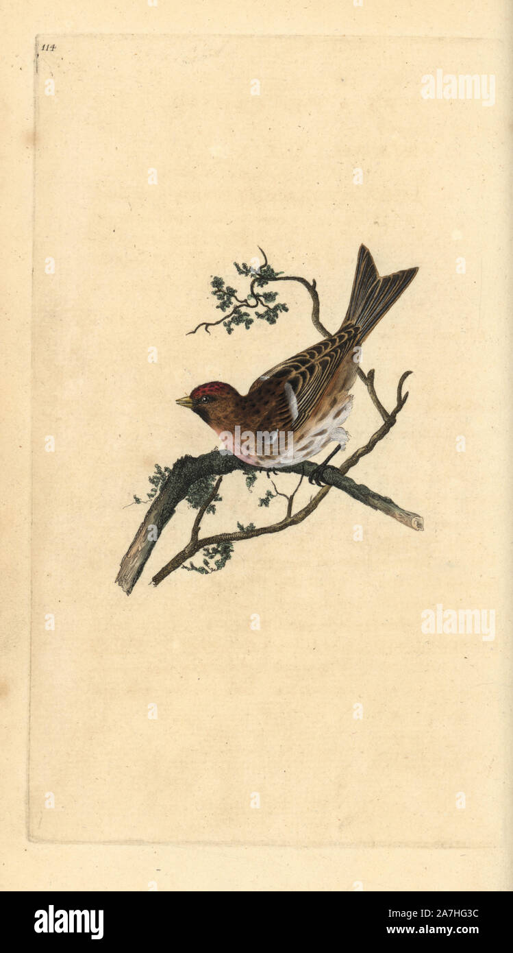Weniger redpoll, Carduelis Cabaret. Papierkörbe Kupferstich erstellt und von Edward Donovan aus seinem eigenen "natürliche Geschichte der britischen Vögel eingraviert, "London, 1794-1819. Edward Donovan (1768-1837) war ein anglo-irischen Bewunderer der Zoologe, Schriftsteller, Künstler und Graveur. Er schrieb und illustrierte eine Reihe von Volumes auf Vögel, Fische, Muscheln und Insekten, sein eigenes Museum für Naturgeschichte in London eröffnet, aber später fiel er auf harte Zeiten und starb mittellos. Stockfoto