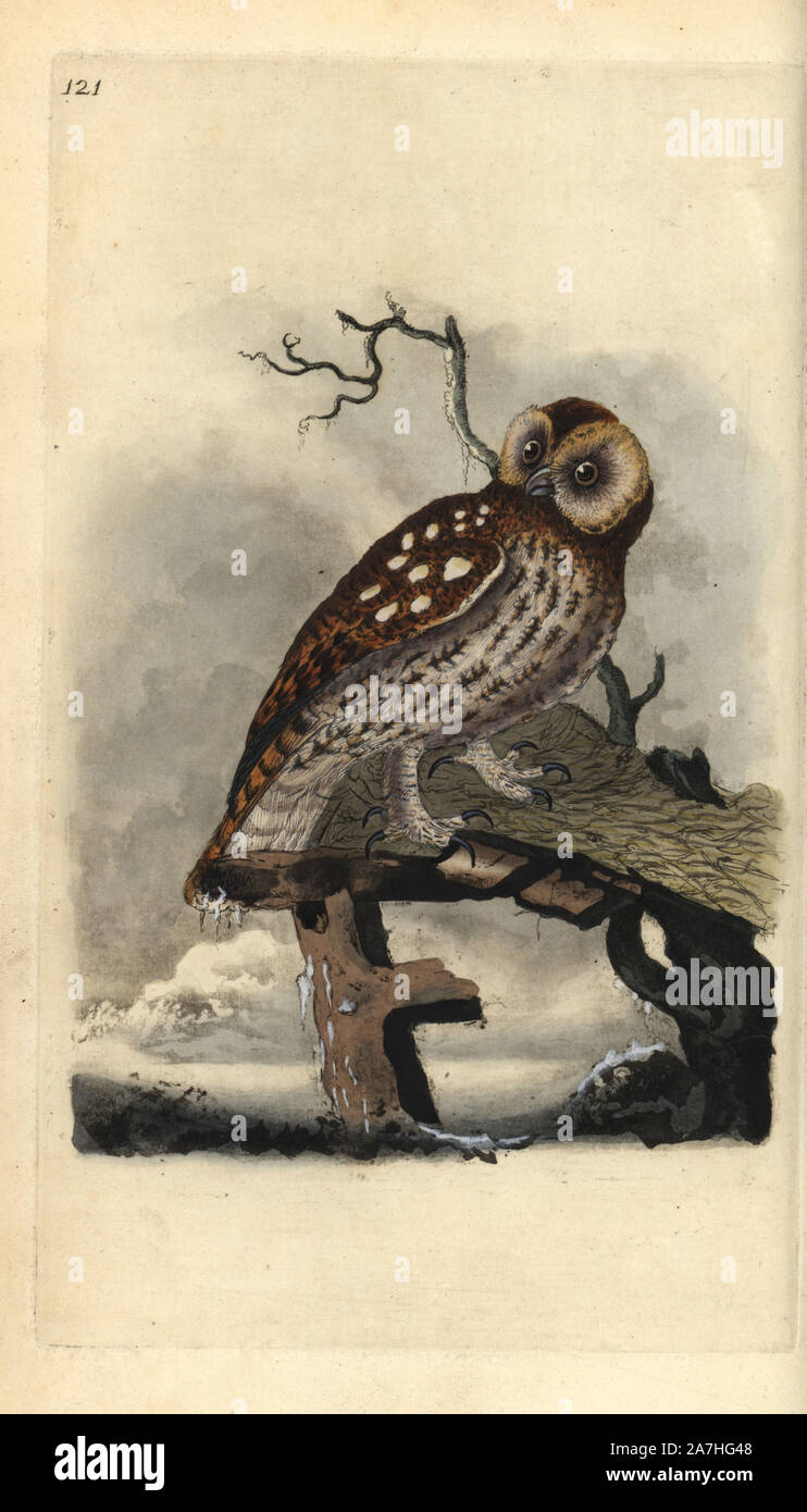 Waldkauz, Strix aluco. Papierkörbe Kupferstich erstellt und von Edward Donovan aus seinem eigenen "natürliche Geschichte der britischen Vögel eingraviert, "London, 1794-1819. Edward Donovan (1768-1837) war ein anglo-irischen Bewunderer der Zoologe, Schriftsteller, Künstler und Graveur. Er schrieb und illustrierte eine Reihe von Volumes auf Vögel, Fische, Muscheln und Insekten, sein eigenes Museum für Naturgeschichte in London eröffnet, aber später fiel er auf harte Zeiten und starb mittellos. Stockfoto