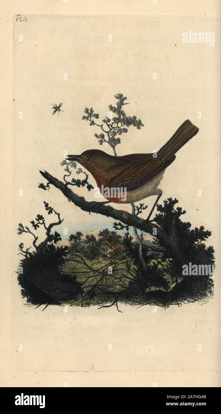 Robin redbreast, Erithacus Rubecula. Papierkörbe Kupferstich erstellt und von Edward Donovan aus seinem eigenen "natürliche Geschichte der britischen Vögel eingraviert, "London, 1794-1819. Edward Donovan (1768-1837) war ein anglo-irischen Bewunderer der Zoologe, Schriftsteller, Künstler und Graveur. Er schrieb und illustrierte eine Reihe von Volumes auf Vögel, Fische, Muscheln und Insekten, sein eigenes Museum für Naturgeschichte in London eröffnet, aber später fiel er auf harte Zeiten und starb mittellos. Stockfoto