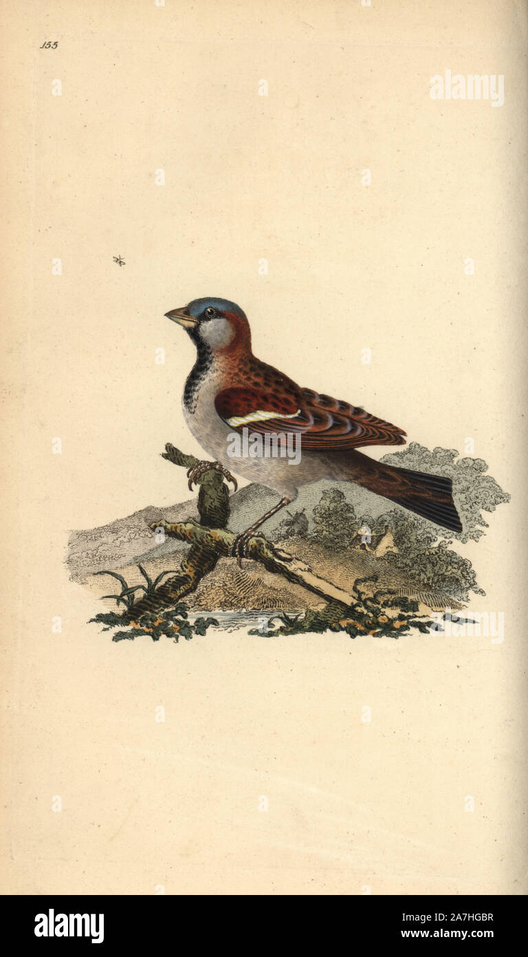 House sparrow, Passer domesticus. Papierkörbe Kupferstich erstellt und von Edward Donovan aus seinem eigenen "natürliche Geschichte der britischen Vögel eingraviert, "London, 1794-1819. Edward Donovan (1768-1837) war ein anglo-irischen Bewunderer der Zoologe, Schriftsteller, Künstler und Graveur. Er schrieb und illustrierte eine Reihe von Volumes auf Vögel, Fische, Muscheln und Insekten, sein eigenes Museum für Naturgeschichte in London eröffnet, aber später fiel er auf harte Zeiten und starb mittellos. Stockfoto