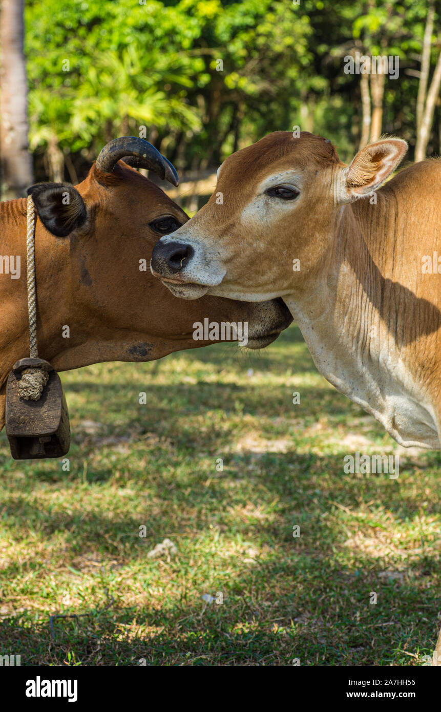 Bild von 2 Kühe schließen bis auf den Köpfen - Ausgewählte konzentrieren Stockfoto