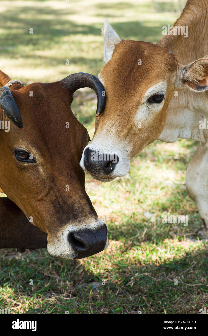 Bild von 2 Kühe schließen bis auf den Köpfen - Ausgewählte konzentrieren Stockfoto