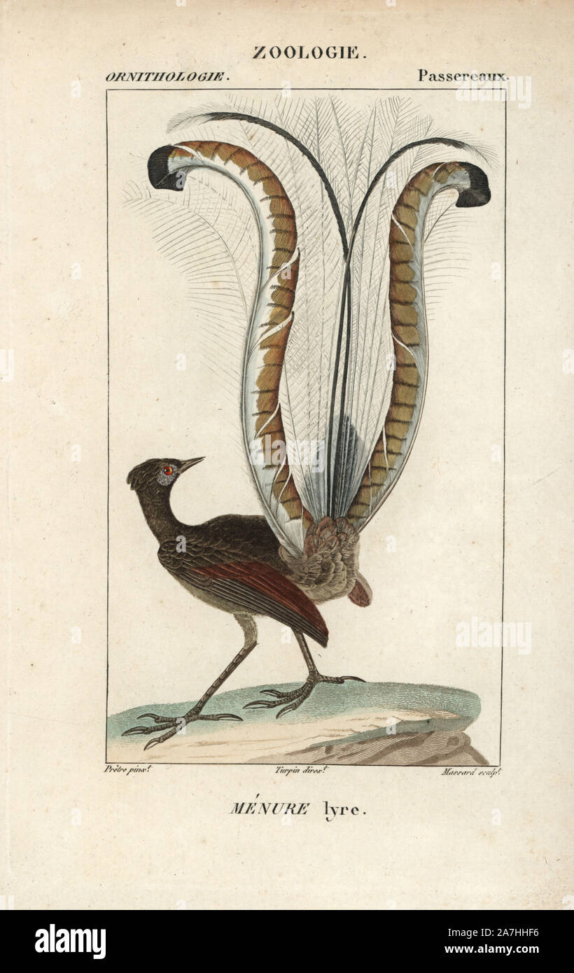 Hervorragende Leierschwanz-vogels, Menura novaehollandiae. Papierkörbe Kupferstich Walze Gravur von Dumont de Sainte-Croix 'dictionary für Naturwissenschaften: Ornithologie", Paris, Frankreich, 1816-1830. Illustration von J. G. Pretre, gestochen von Massard, unter der Regie von Pierre Jean-Francois Turpin, und veröffentlicht von F.G. Levrault. Jean Gabriel Pretre (17801845) war Maler der Naturgeschichte an der Kaiserin Josephine Zoo und wurde später Künstler im Museum für Naturkunde. Turpin (1775-1840) ist einer der größten französischen botanische Illustratoren des 19. Jahrhunderts angesehen. Stockfoto