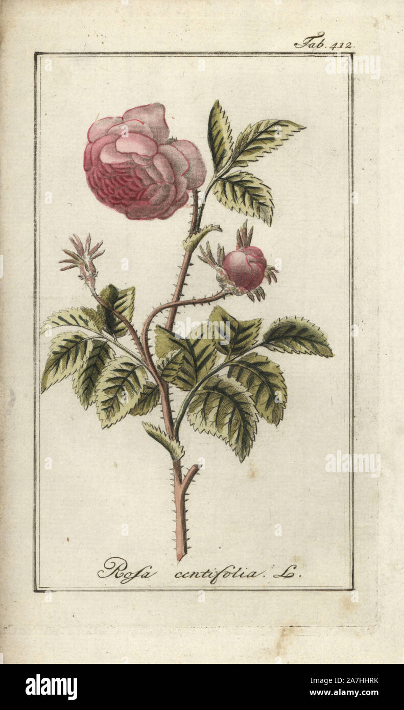 Kohl Rose, Rosa centifolia. Papierkörbe Kupferstich botanischen Gravur von Johannes Zorn's 'Afbeelding der Artseny-Gewassen", Jan Christiaan Sepp, Amsterdam, 1796. Zorn zuerst veröffentlicht seine medizinischen Botanik in Nürnberg im Jahr 1780 illustriert mit 500 Platten und eine niederländische Ausgabe, gefolgt 1796 von J.C. veröffentlicht. Sepp mit einem zusätzlichen 100 Platten. Zorn (1739-1799) war ein deutscher Apotheker und Botaniker, der medizinische Pflanzen aus ganz Europa für seinen "Icones plantarum medicinalium" für Apotheker und Ärzte gesammelt. Stockfoto